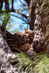 Nesting Mama Owl