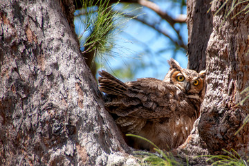 Wise Old Owl