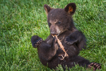 cute black bear cub © wollertz