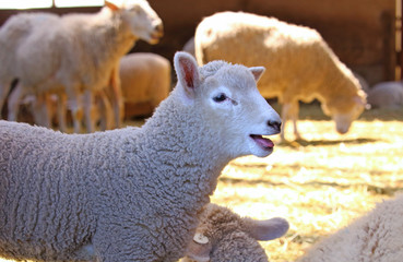 鳴く羊のこども