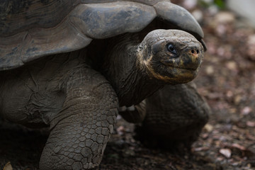 galapagos tortoise