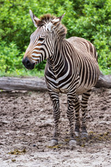 Fototapeta na wymiar pregnant zebra