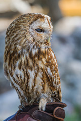 Barred owl (strix varia)