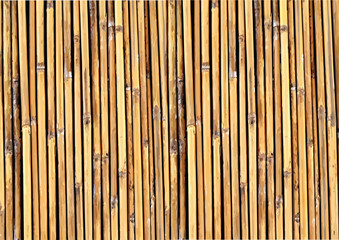 Bamboo background illustration
