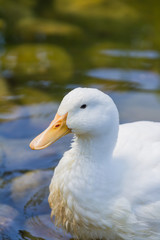 white duck