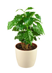 Coffee tree (Arabica Plant) in flower pot isolated on white back