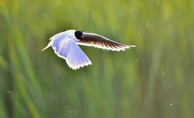 The black-headed gull (Chroicocephalus ridibundus)