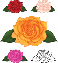 Vector illustration of flower rose in different colors