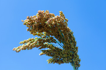 Sorghum bicolor