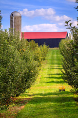 Fototapeta premium Apple orchard
