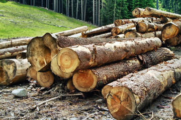 Timber harvesting