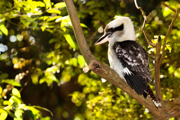 Kookaburra Bird
