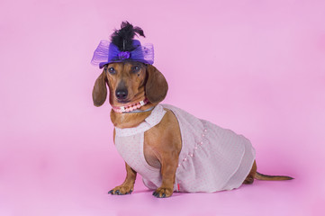 dachshund isolated on a colored background