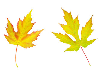 maple leaf