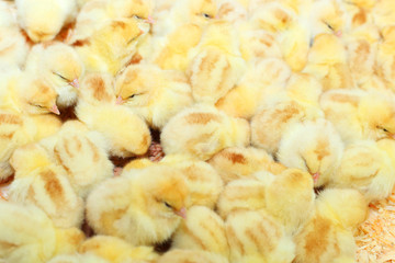 Little chicken