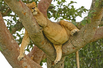 Young Male Lion Resting in a Tree after a Big Meal