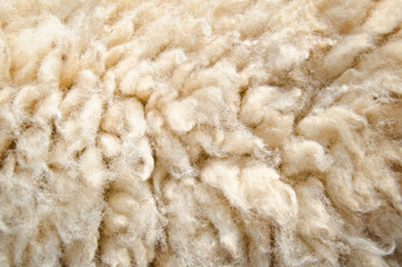 Sheep wool skin