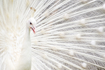 Fototapeta premium White peacock