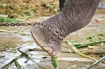 elephant's foot tied to a chain