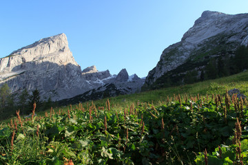 Fototapeta premium Watzmann - Wiese