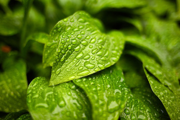 Green leaves