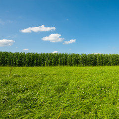 Obraz premium Landscape