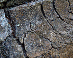 Сухая старая кора