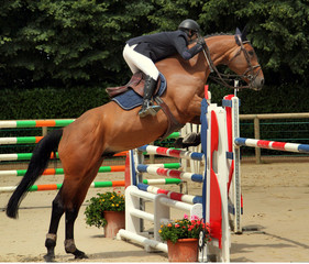 Sport équestre.