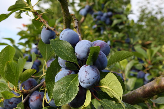 Pflaumen (Prunus domestica)