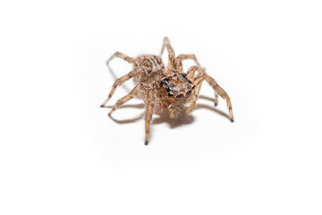 Super macro spider portrait