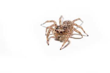 Super macro spider portrait