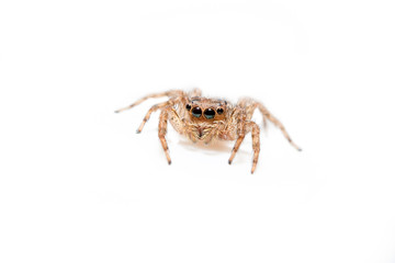 Super macro spider portrait