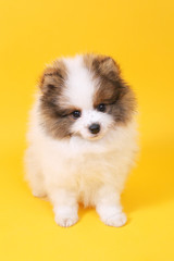 Spitz puppy