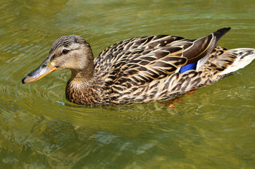 Obraz premium Утка.