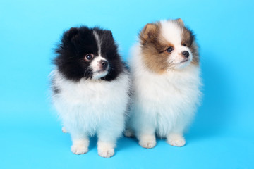 Spitz puppies