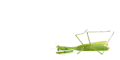 dead Green mantis isolated on a white background