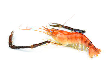 Prawn Isolated on white background