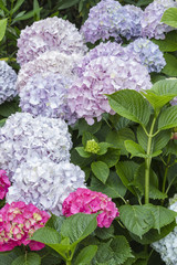 hydrangea in the garden