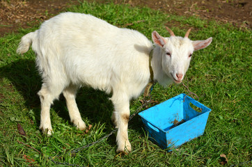 White kid goat