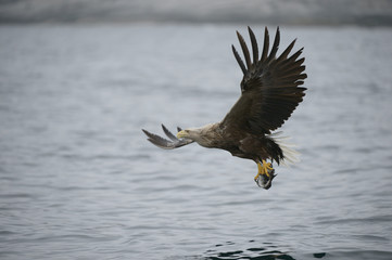 White-tailed Eagle