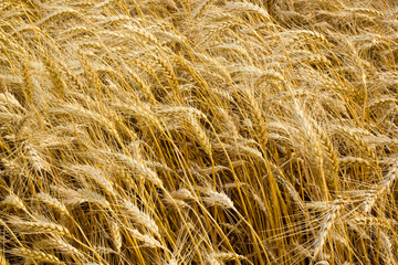 ears of wheat