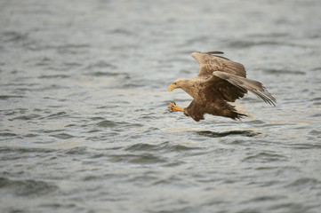 Hunting Sea Eagle