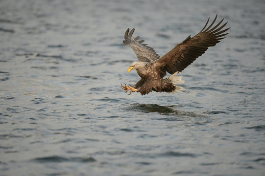 Hunting Sea Eagle