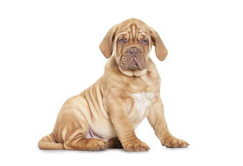 Puppy of Dogue de Bordeaux (French mastiff) over white backgroun