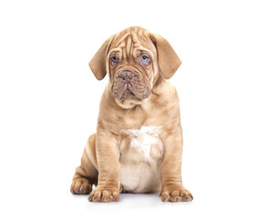 French Mastiff puppy