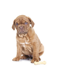 Obraz premium French Mastiff puppy with dog bone