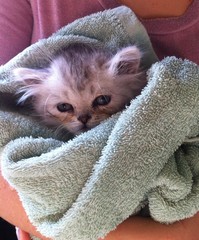 Perser Kitten