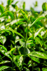 Fresh tea leaves in plantation