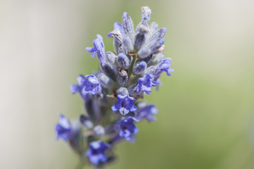 Obraz premium lilac flower