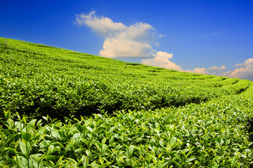 Tea plantation with cloud and blue sky